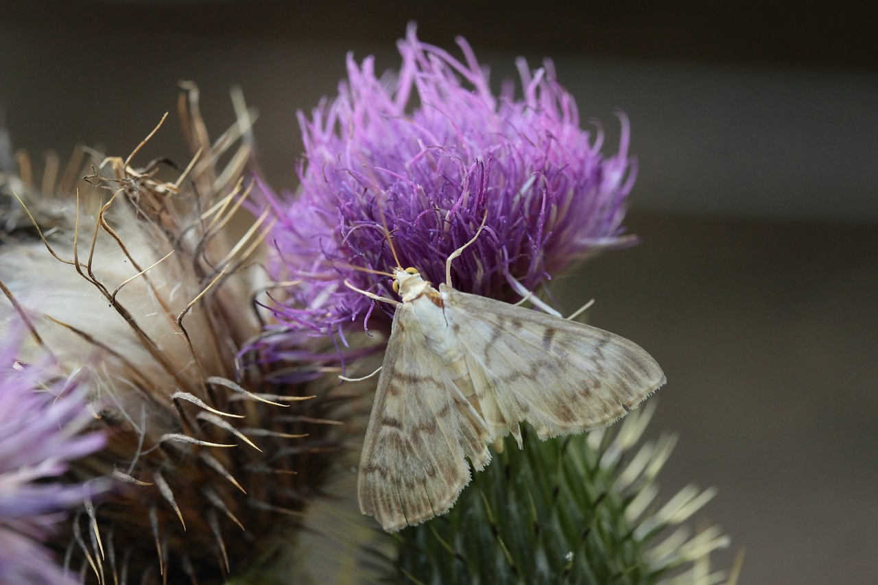 Best Plants for Attracting Pollinators to Your Garden